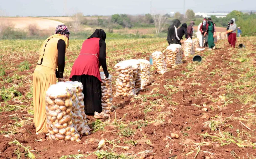 Adana’da turfanda patates hasadı başladı 