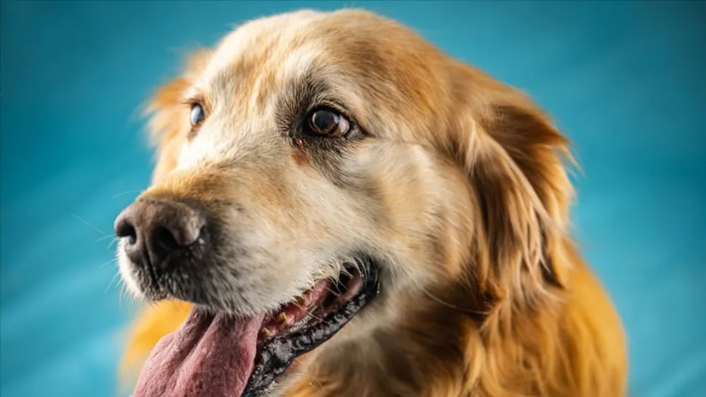Golden retriever cinsi köpeklerin özel genlere sahiplermiş