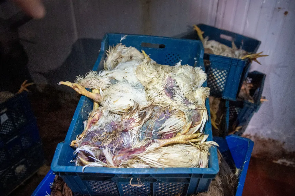 Seyhan Belediyesi Zabıtası, İnsan Sağlığına Yönelik Tehditlere Göz Yummuyor