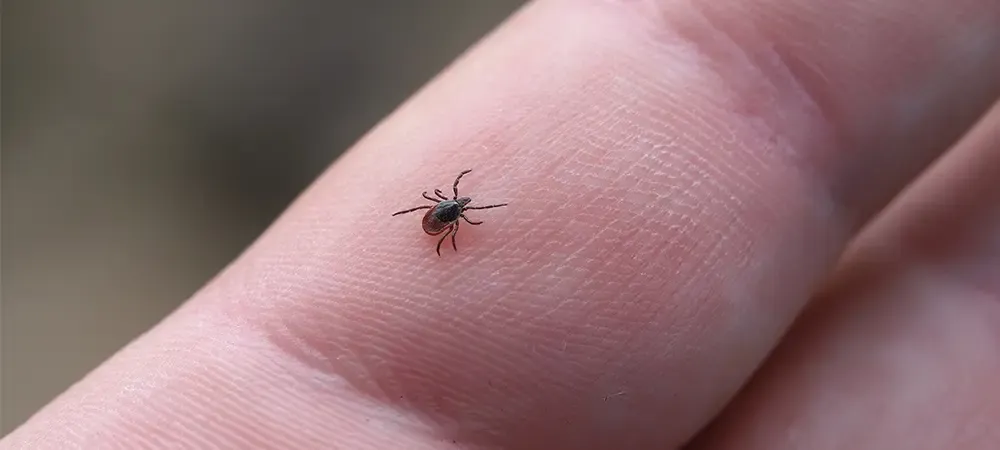 Kene ısırdığında neler yapılmalı? Kene ısırması belirtileri nelerdir?