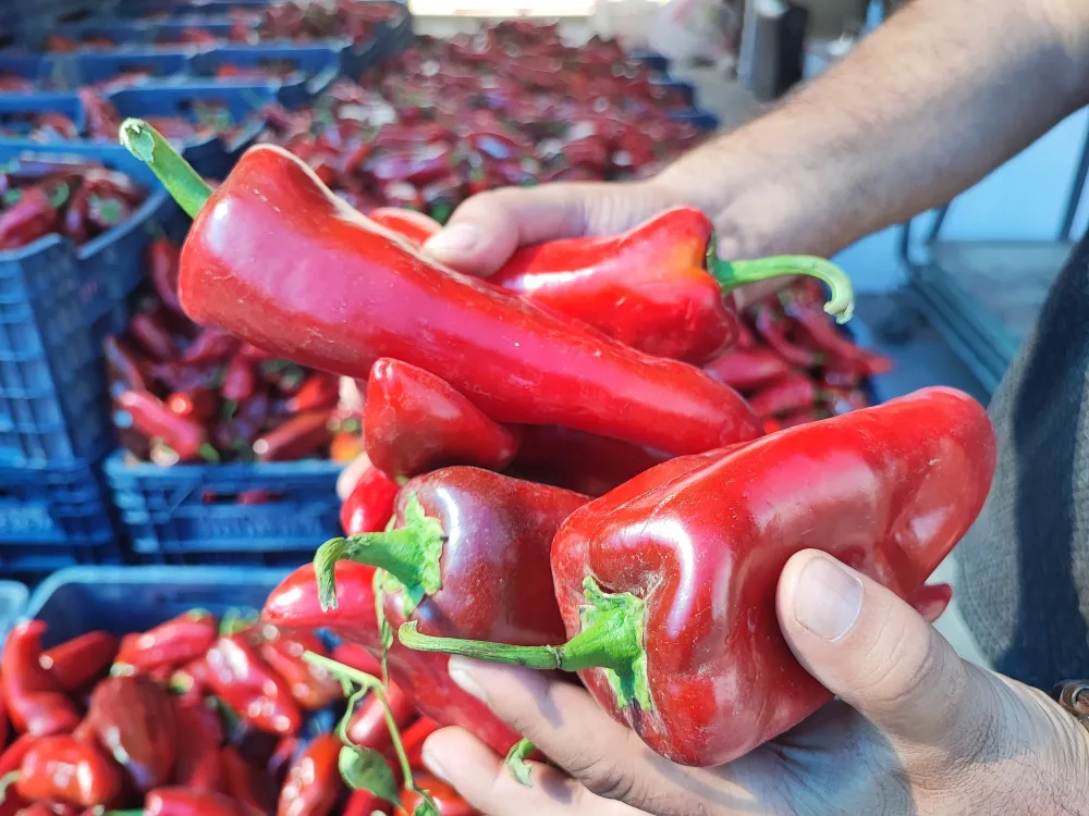 Salçalık biber sezonu başladı 