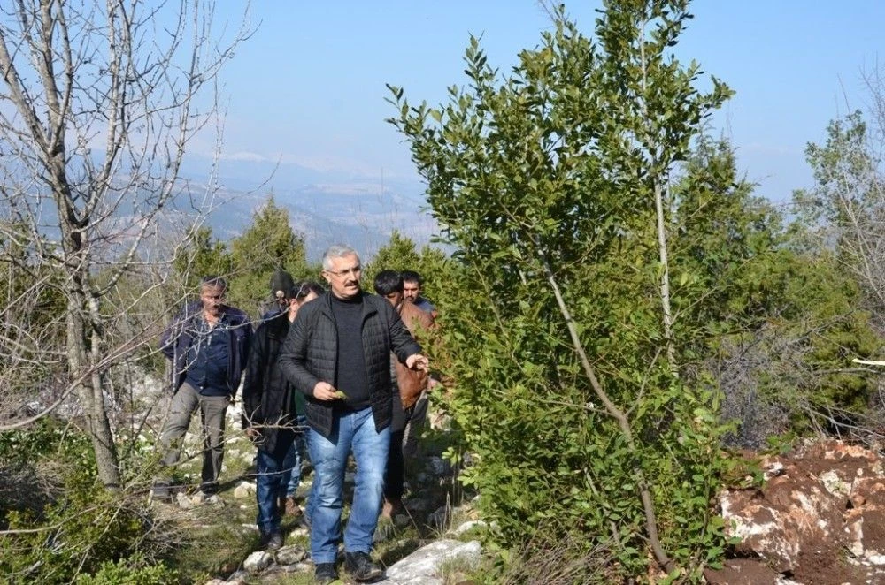 Orman köylüsü, odun dışı ürünlerden 6 milyon lira gelir elde etti
