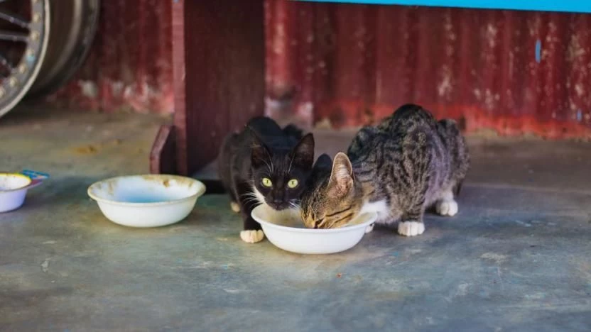Üç Kedi Mamasından Zehirli Madde Çıktı!